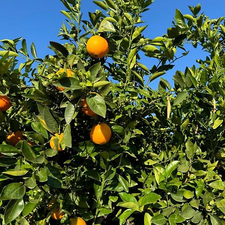 Finca Malata Turis ภายนอก รูปภาพ