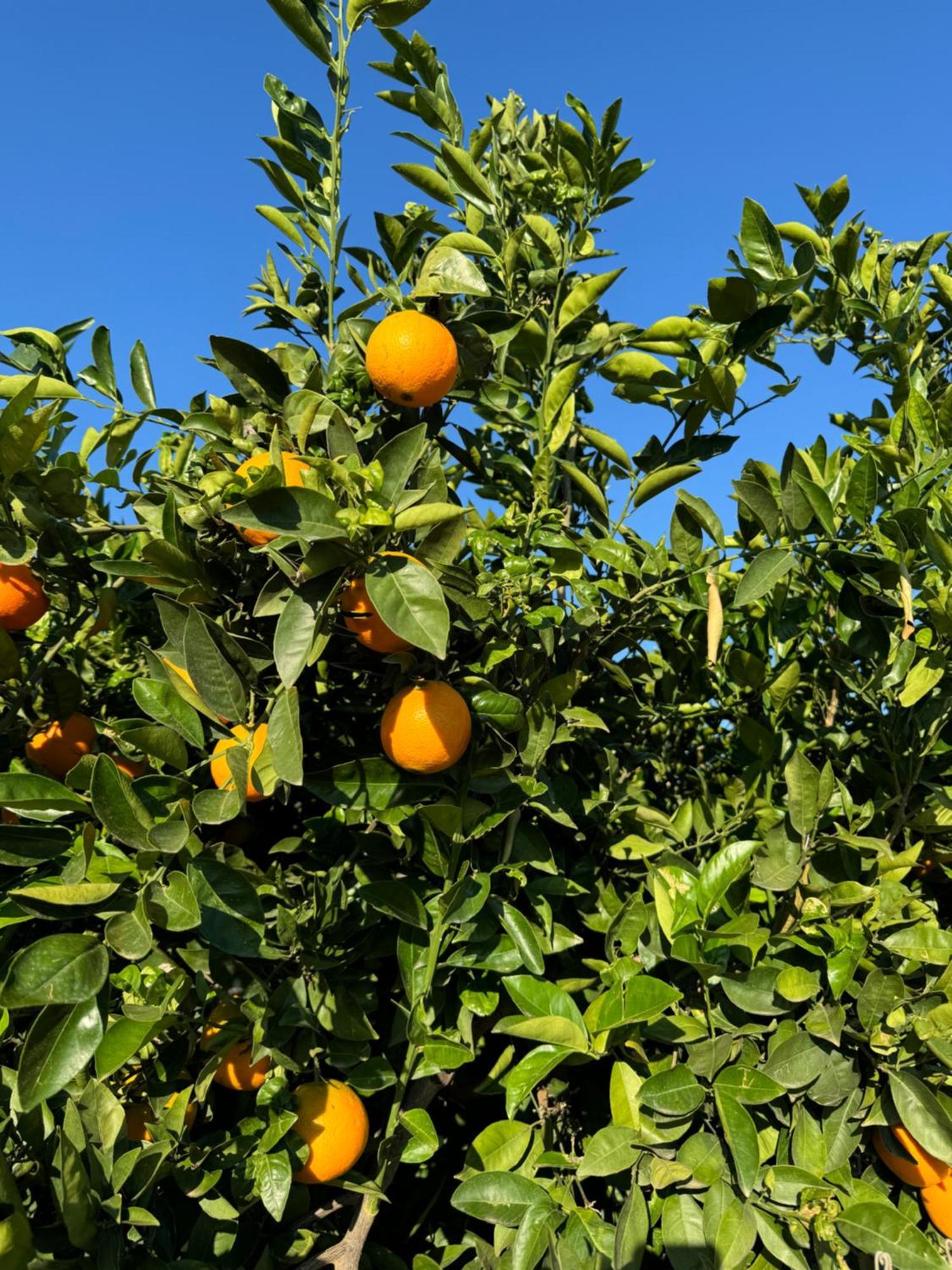 Finca Malata Turis ภายนอก รูปภาพ