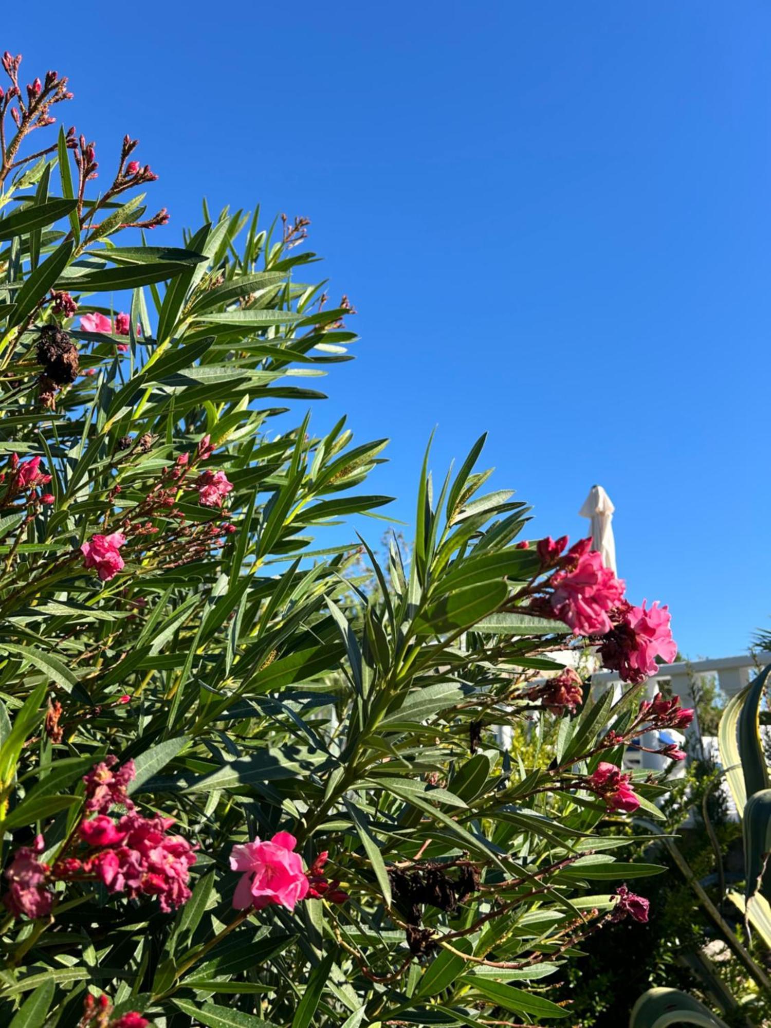 Finca Malata Turis ภายนอก รูปภาพ