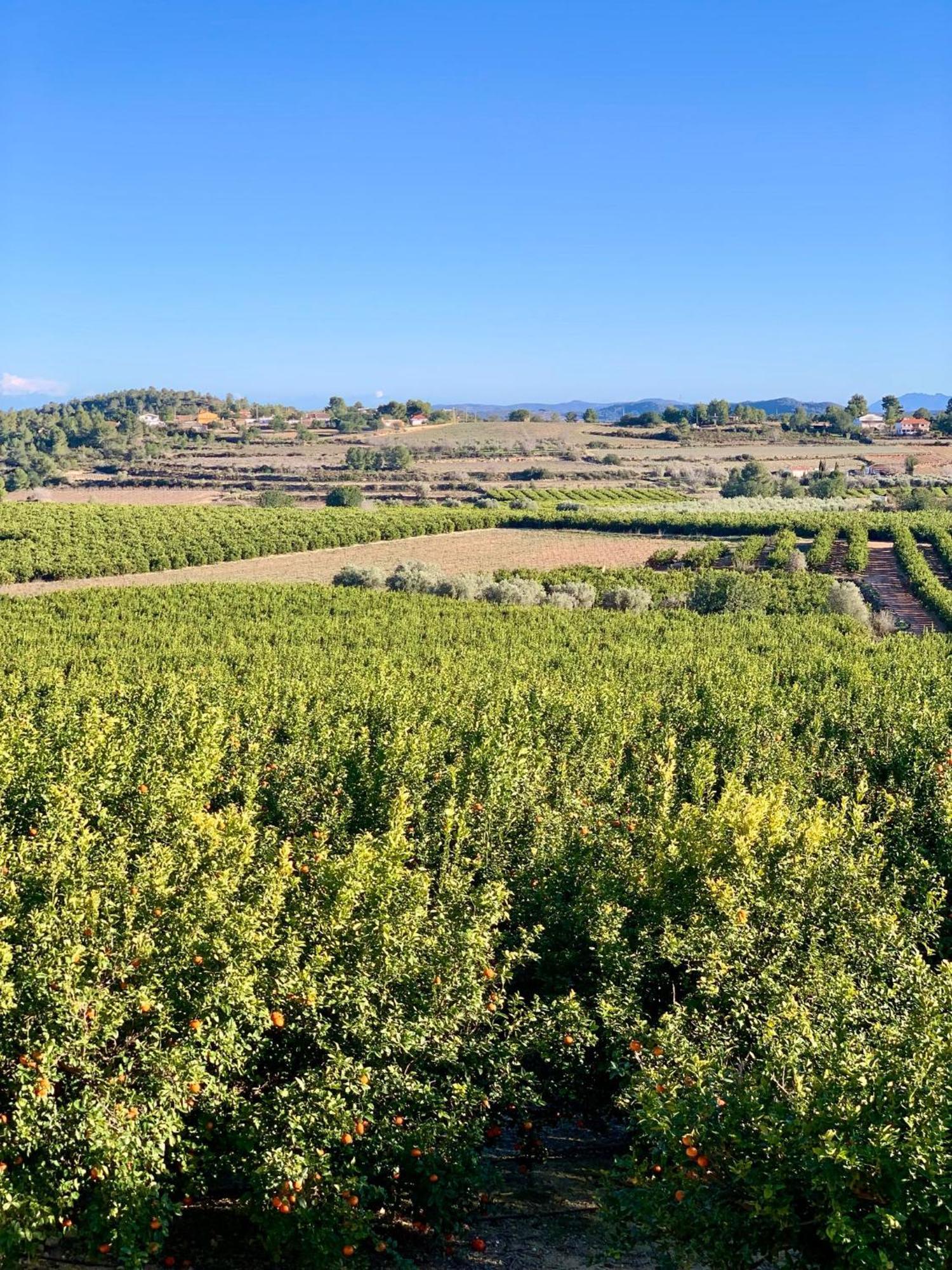 Finca Malata Turis ภายนอก รูปภาพ
